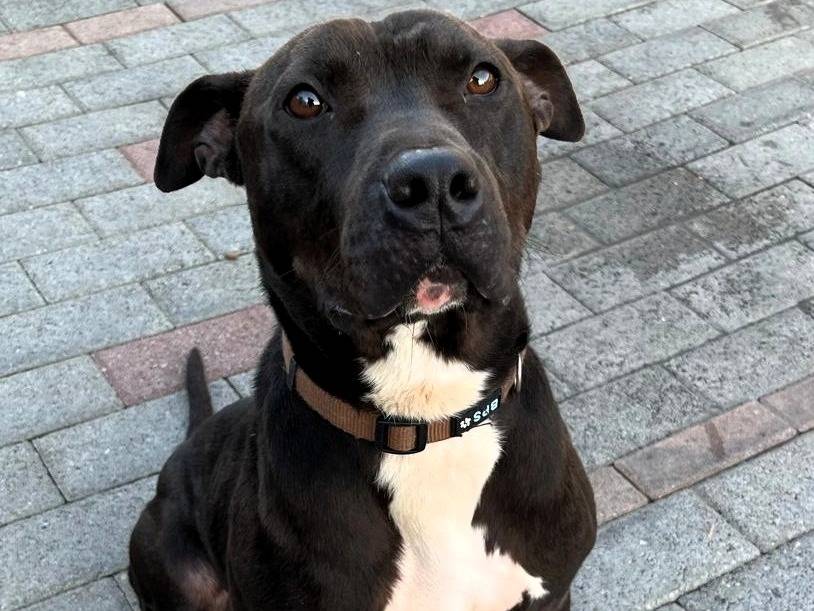 Adotta un cane, maschio, 1 anno e 3 mesi, Milano