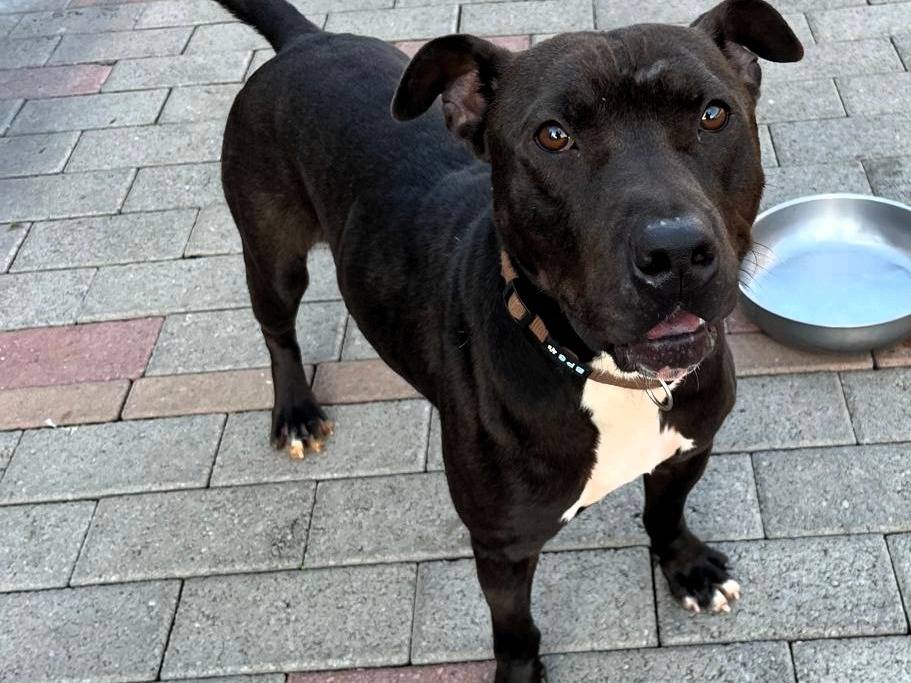 Adotta un cane, taglia media, maschio, Milano