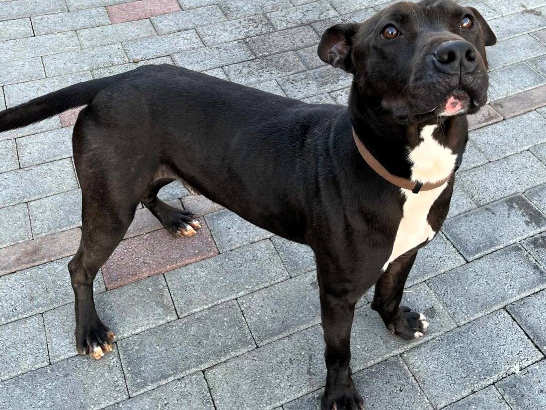 Vuoi adottare un cane a Milano?