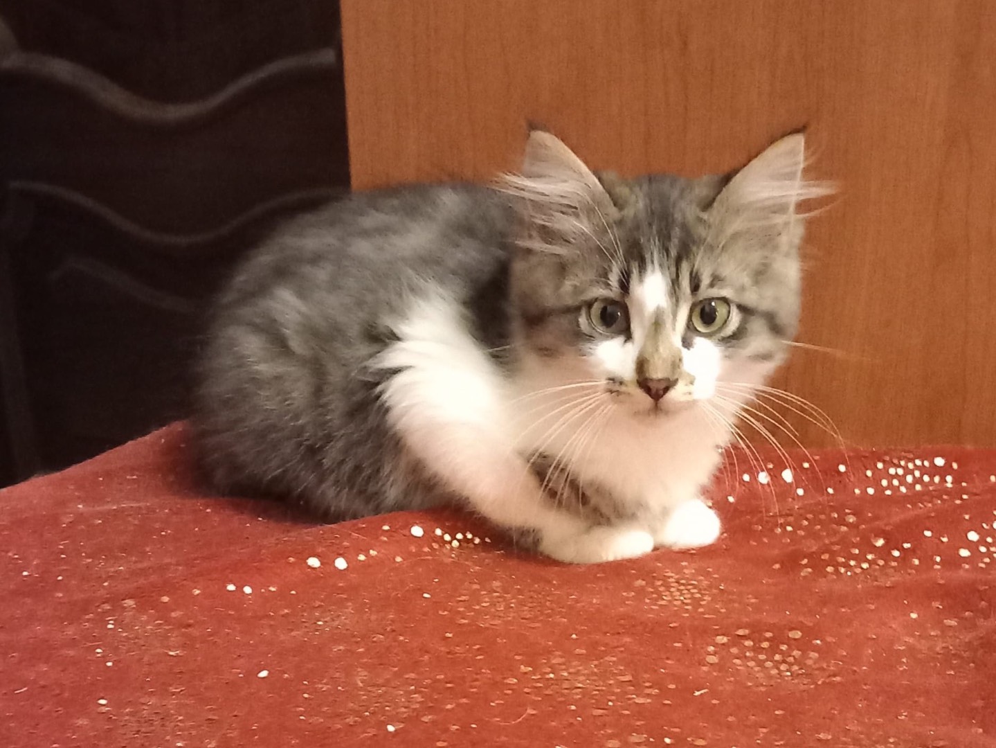 Adozione gatto, maschio, Razza sconosciuta Razza sconosciuta, 3 mesi, taglia non valida, Latina