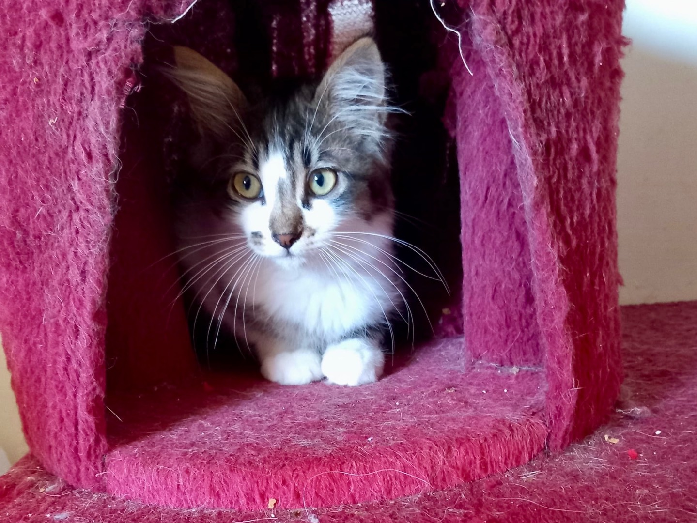 Adotta un gatto, maschio, 3 mesi, Latina