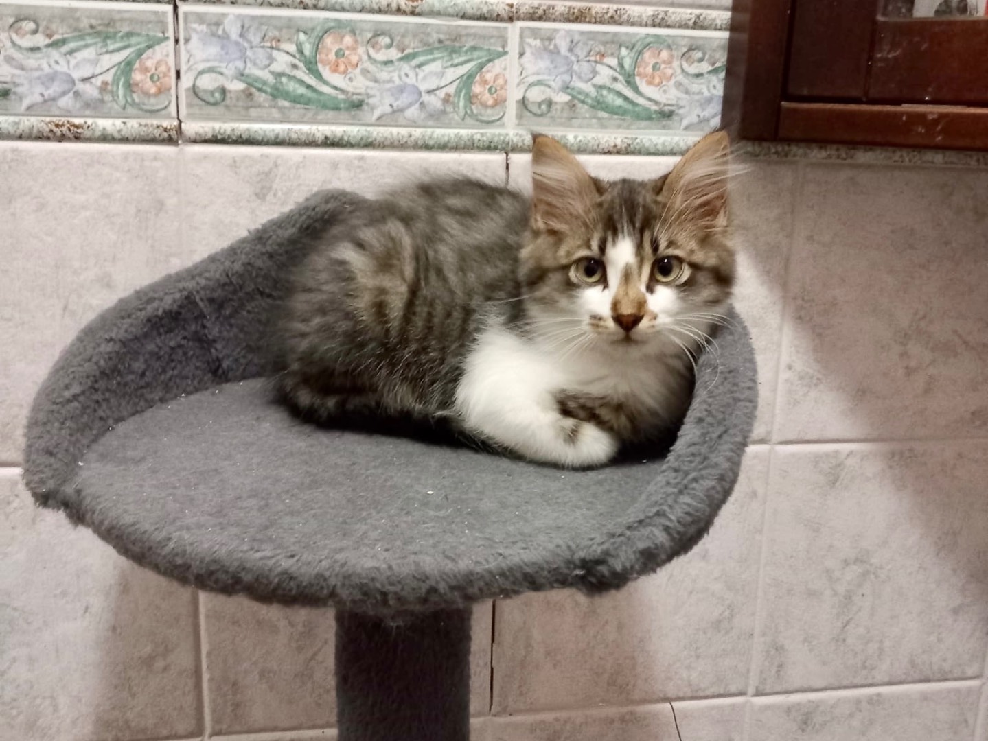 Adotta un gatto, taglia non valida, maschio, Latina