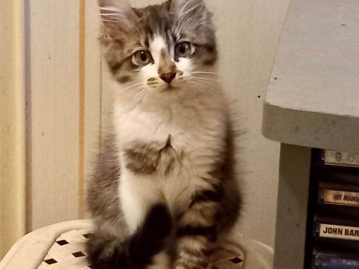 Vuoi adottare un gatto a Latina?