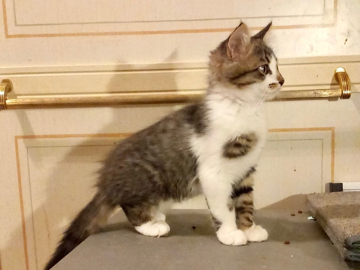 Adotta il gatto Numa a Latina