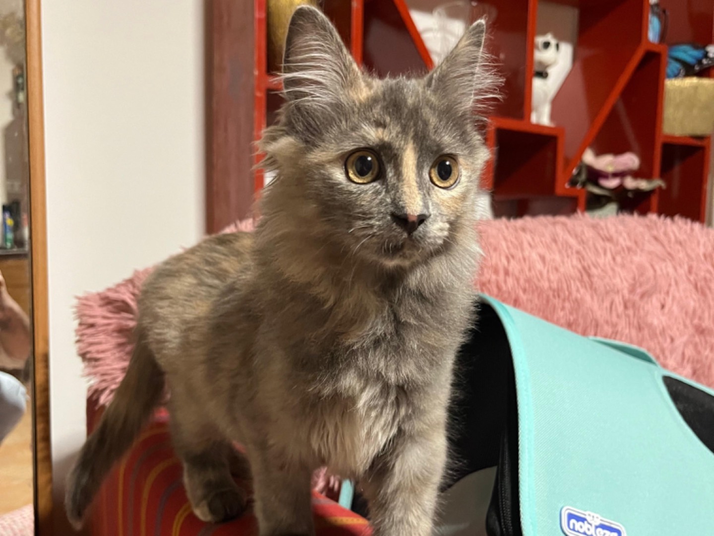 Adozione gatto, femmina, Razza sconosciuta Razza sconosciuta, 3 mesi, taglia non valida, Latina