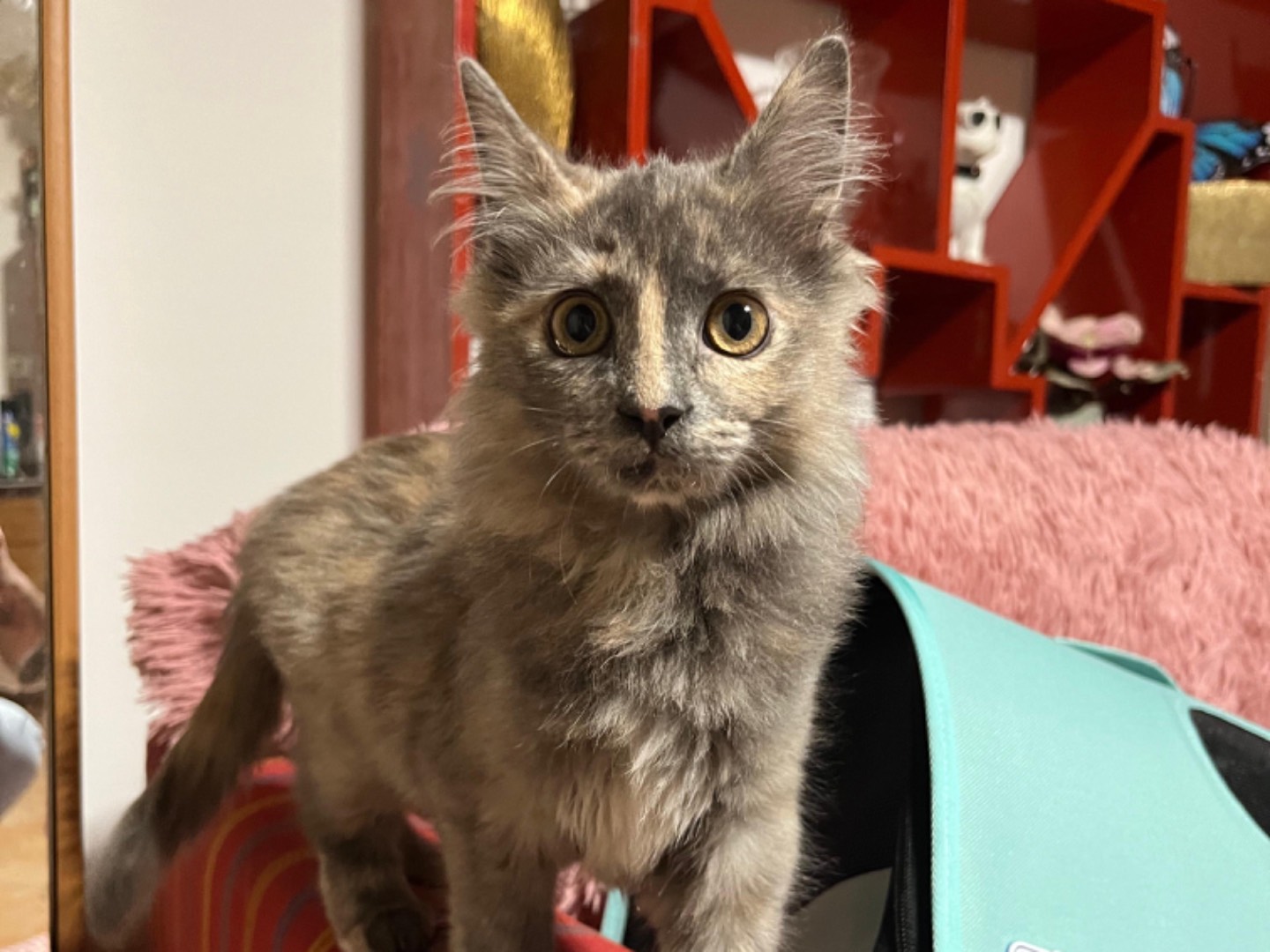 Adotta un gatto, femmina, 3 mesi, Latina