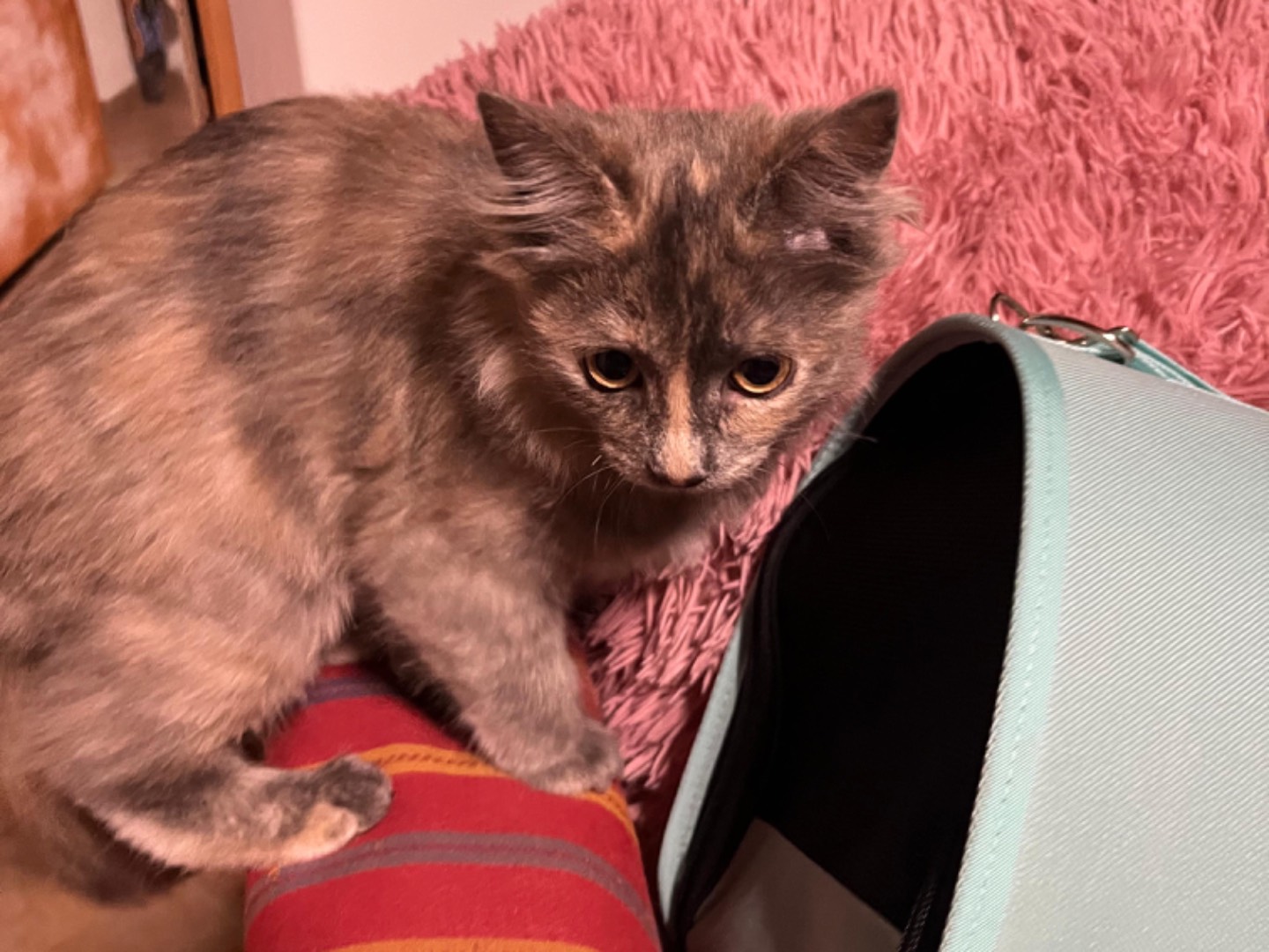 Adotta un gatto, taglia non valida, femmina, Latina