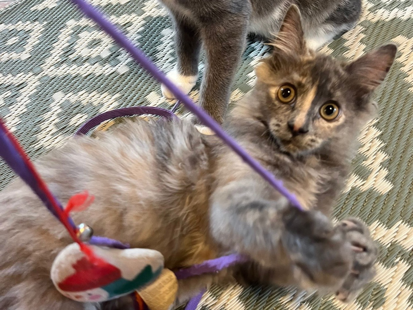 Vuoi adottare un gatto a Latina?