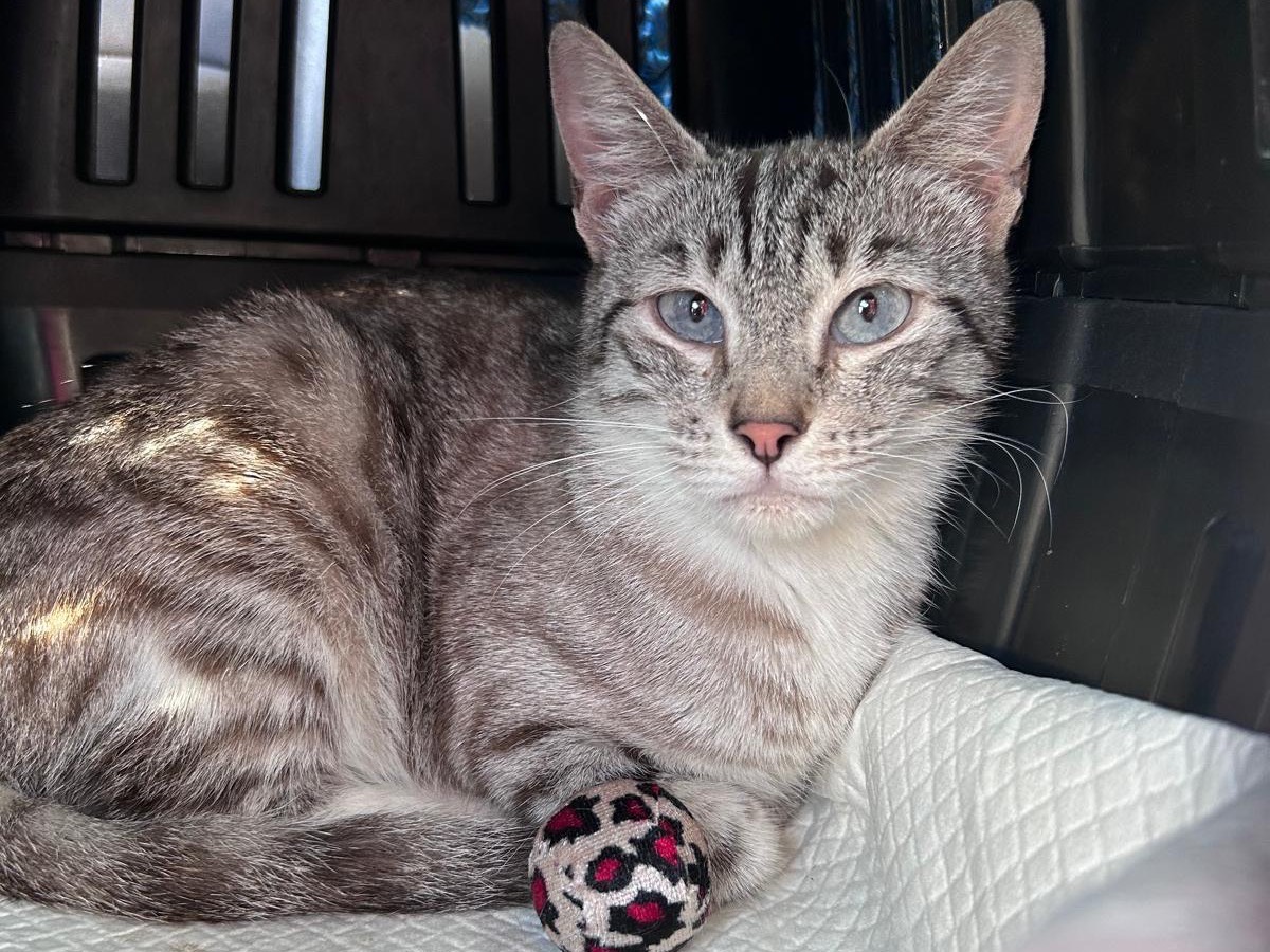 Adozione gatto, femmina, Siamese Razza sconosciuta, 3 anni e 6 mesi, taglia non valida, Bari