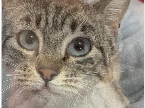 Adotta un gatto, femmina, 3 anni e 6 mesi, Bari