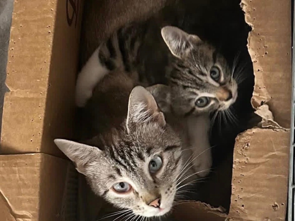 Adotta un gatto, taglia non valida, femmina, Bari