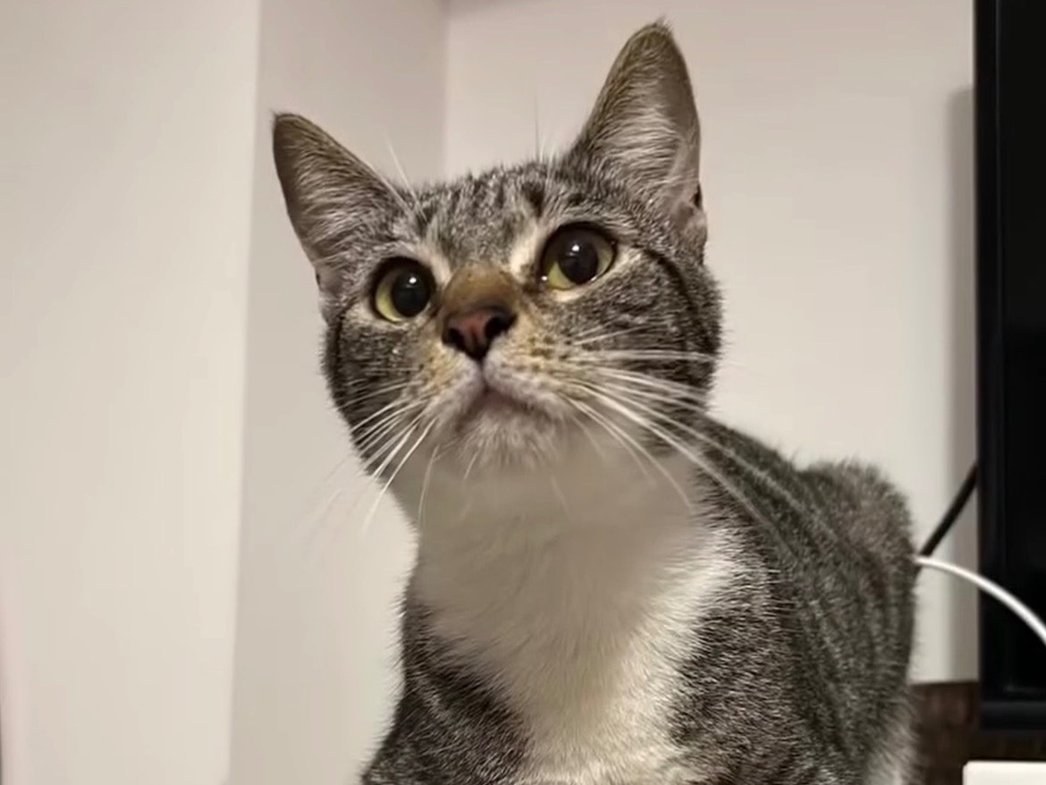 Adozione gatto, femmina, Siamese Razza sconosciuta, 2 anni e 6 mesi, taglia non valida, Bari