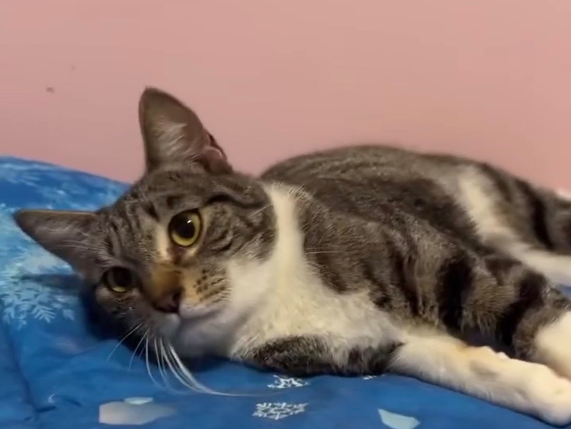 Adotta un gatto, femmina, 2 anni e 6 mesi, Bari