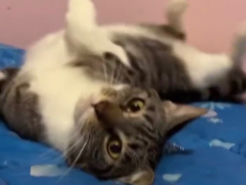 Adotta un gatto, taglia non valida, femmina, Bari