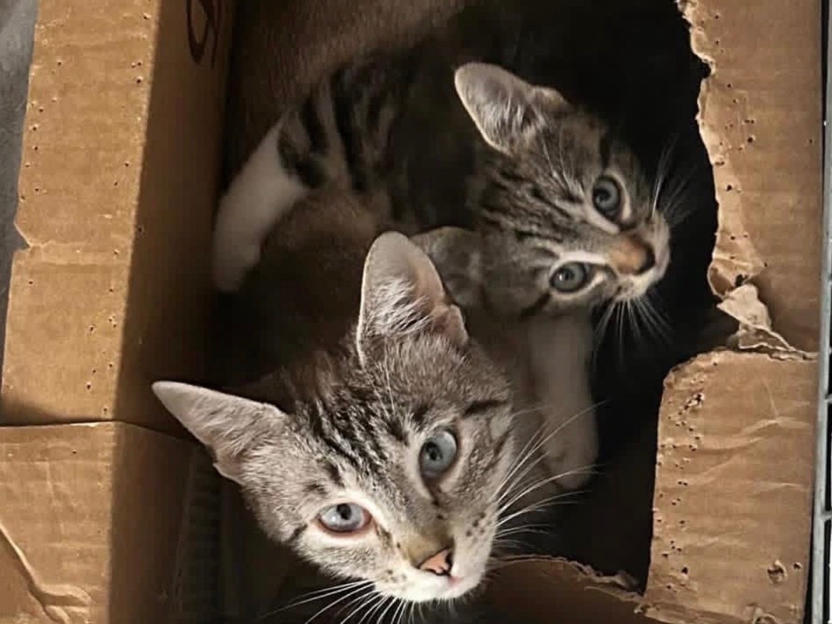 Vuoi adottare un gatto a Bari?