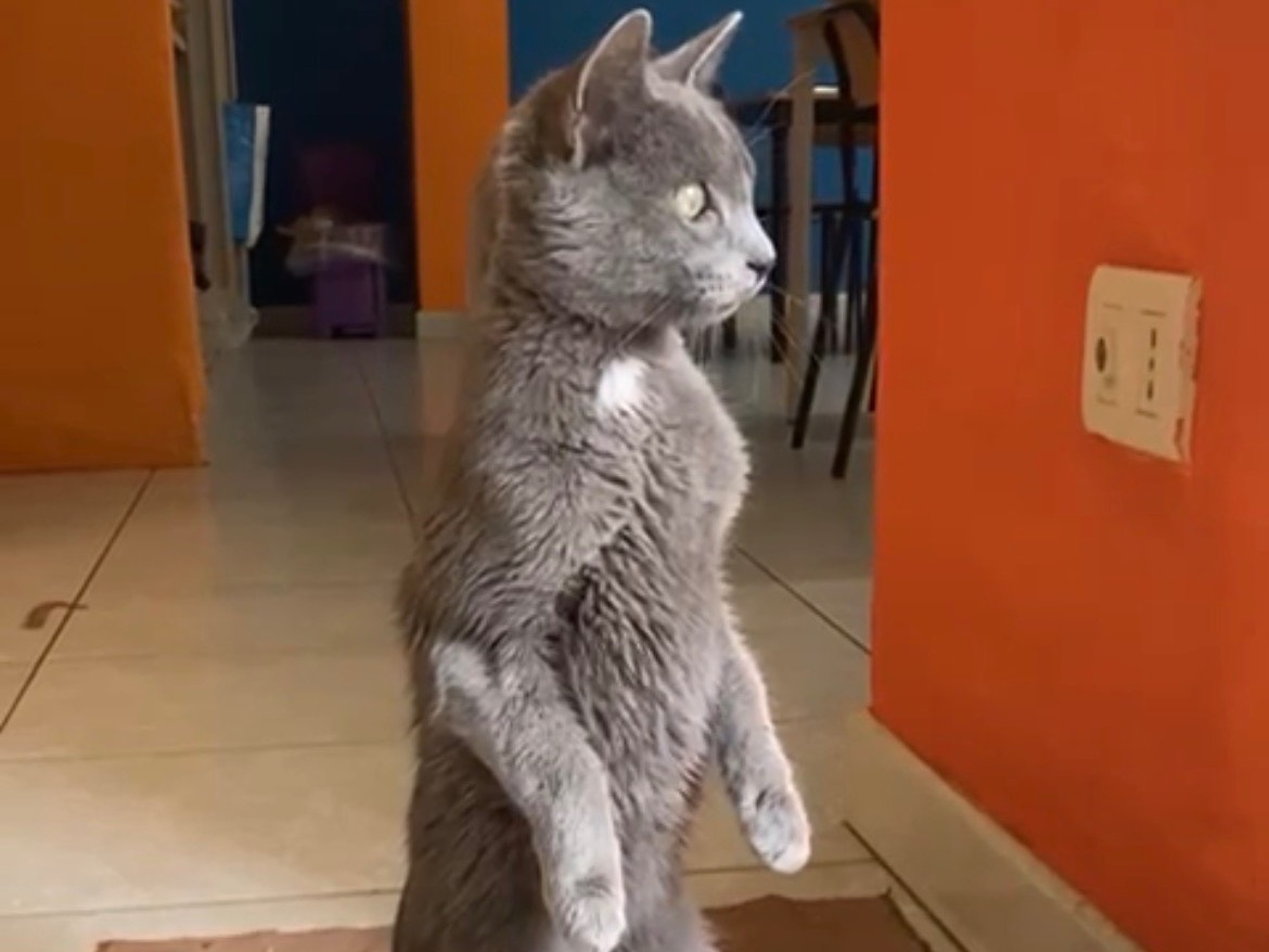 Adozione gatto, maschio, Korat Razza sconosciuta, 4 mesi, taglia non valida, Bari