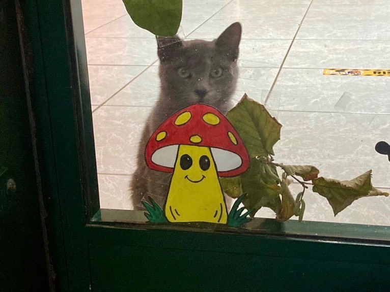 Adotta un gatto, maschio, 4 mesi, Bari