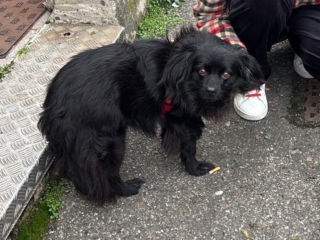 Adotta un cane, taglia piccola, maschio, Milano