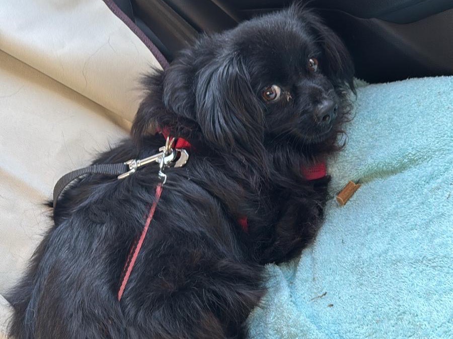 Vuoi adottare un cane a Milano?