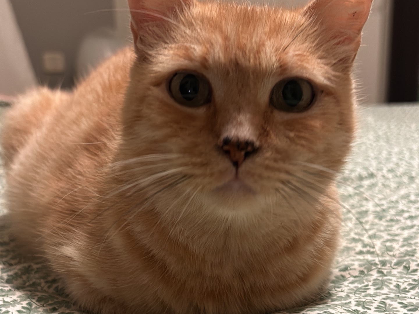 Adozione gatto, femmina, Razza sconosciuta Razza sconosciuta, 3 anni e 6 mesi, taglia non valida, Bari