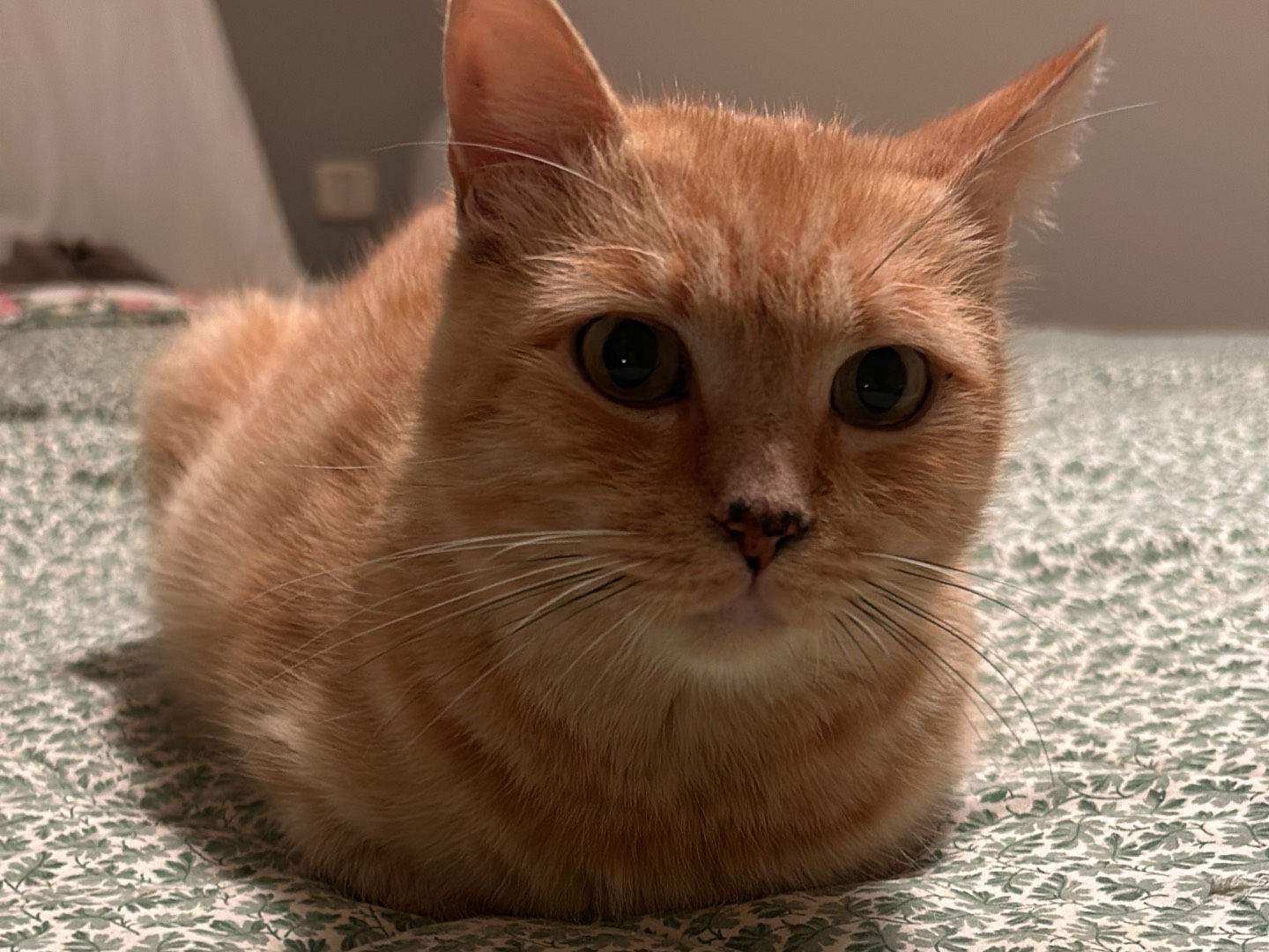 Adotta un gatto, femmina, 3 anni e 6 mesi, Bari