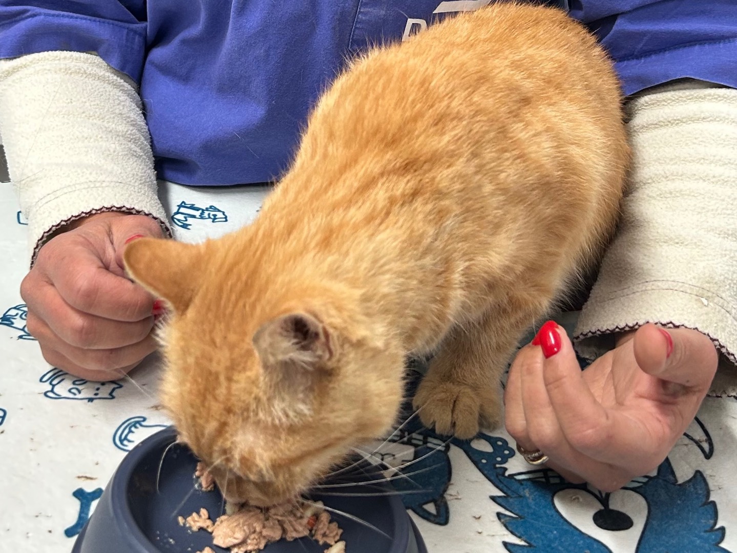 Adotta un gatto, taglia non valida, femmina, Bari