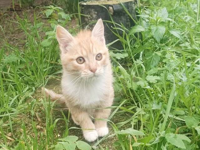 Adozione gatto, femmina, Razza sconosciuta Razza sconosciuta, 2 mesi, taglia non valida, Latina