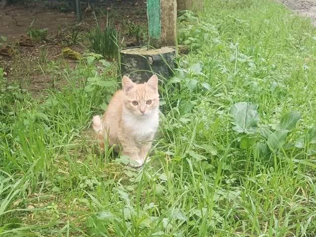 Adotta un gatto, femmina, 2 mesi, Latina