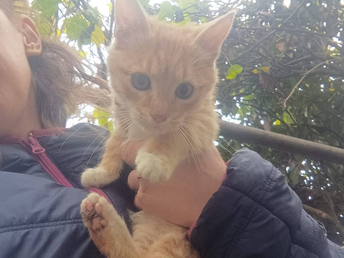 Adotta un gatto, taglia non valida, femmina, Latina