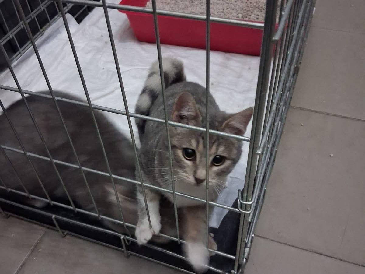 Vuoi adottare un gatto a Latina?