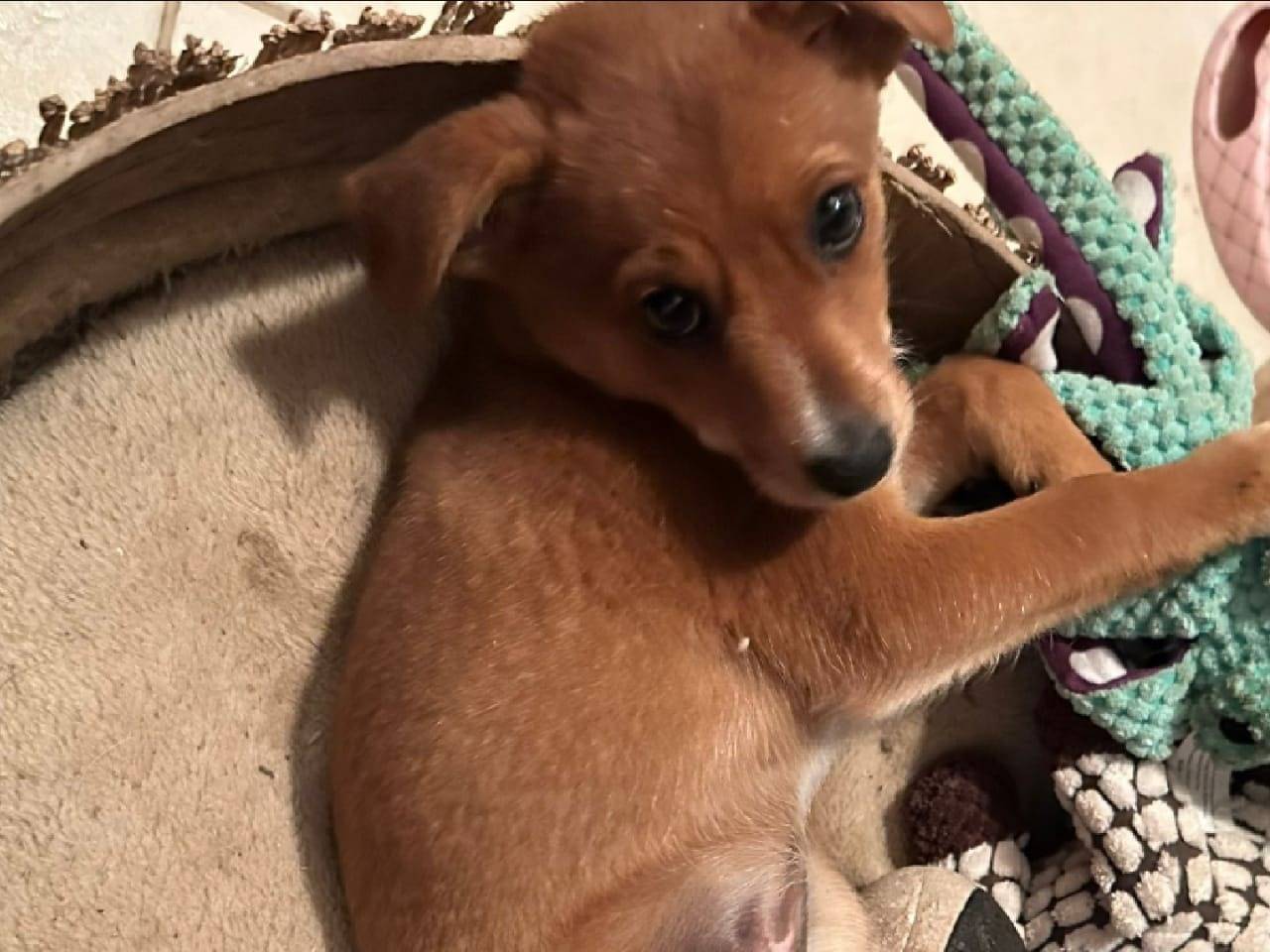 Vuoi adottare un cane a Crotone?