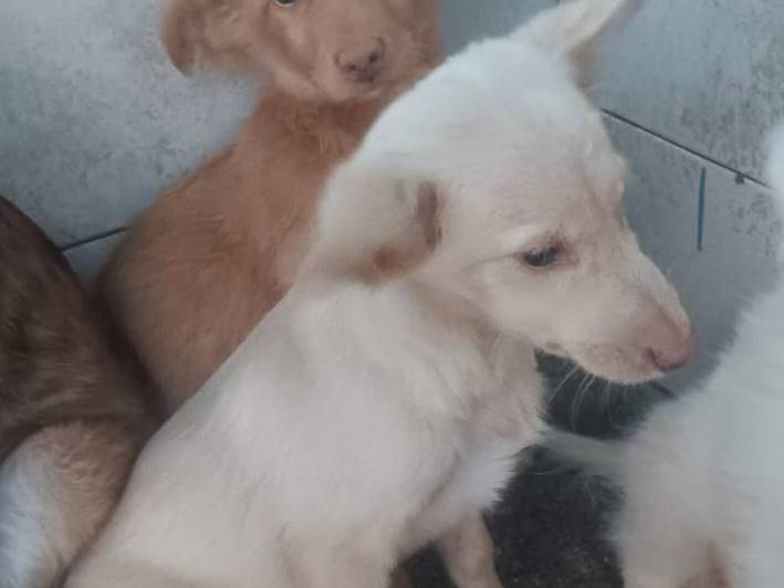 Adozione cane, femmina, Razza sconosciuta Razza sconosciuta, 5 mesi, taglia media contenuta, Crotone