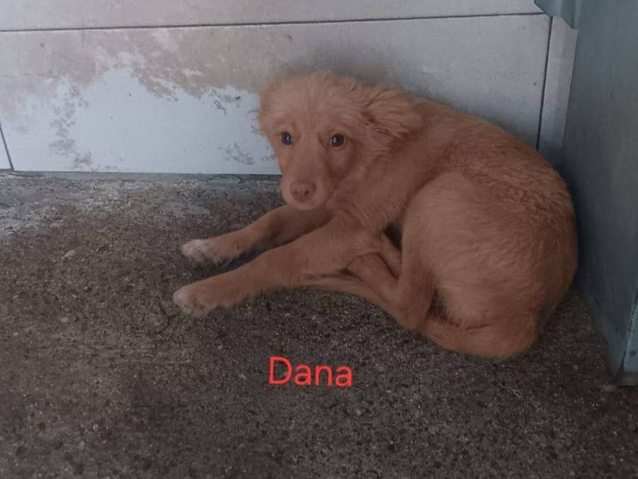 Adozione cane, femmina, Razza sconosciuta Razza sconosciuta, 5 mesi, taglia media contenuta, Crotone