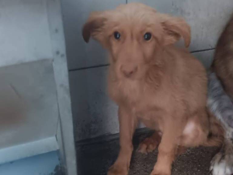Adozione cane, maschio, Razza sconosciuta Razza sconosciuta, 5 mesi, taglia media contenuta, Crotone