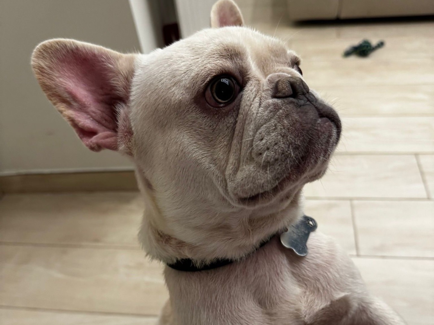 Adozione cane, maschio, Bulldog francese Razza sconosciuta, 1 anno e 1 mese, taglia piccola, Napoli