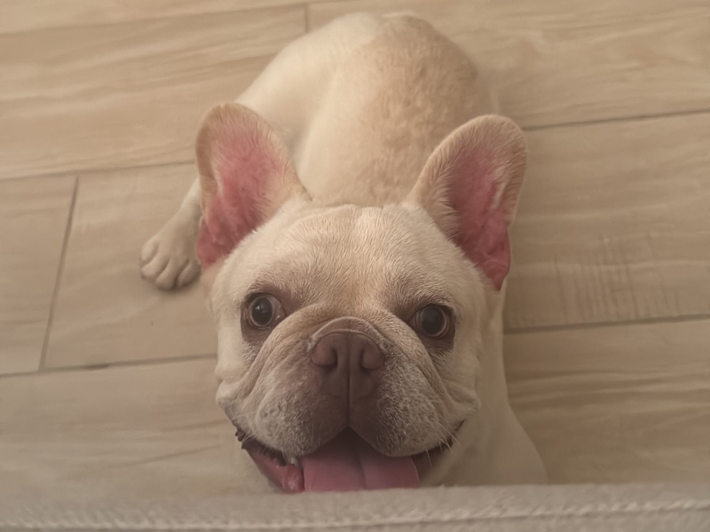 Adotta un cane, maschio, 1 anno e 1 mese, Napoli