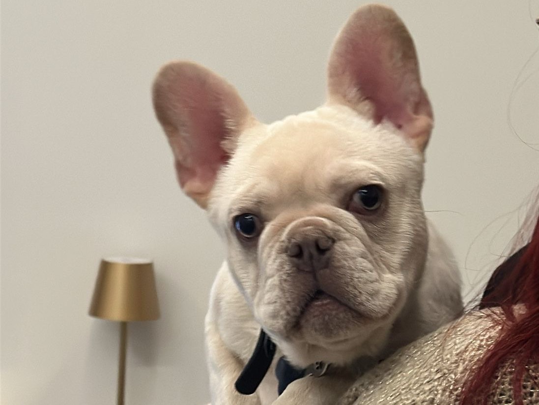 Adotta un cane, taglia piccola, maschio, Napoli