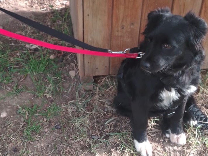 Vuoi adottare un cane a Avellino?