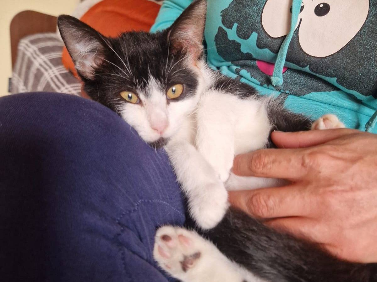 Adozione gatto, maschio, Razza sconosciuta Razza sconosciuta, 4 mesi, taglia non valida, Ravenna