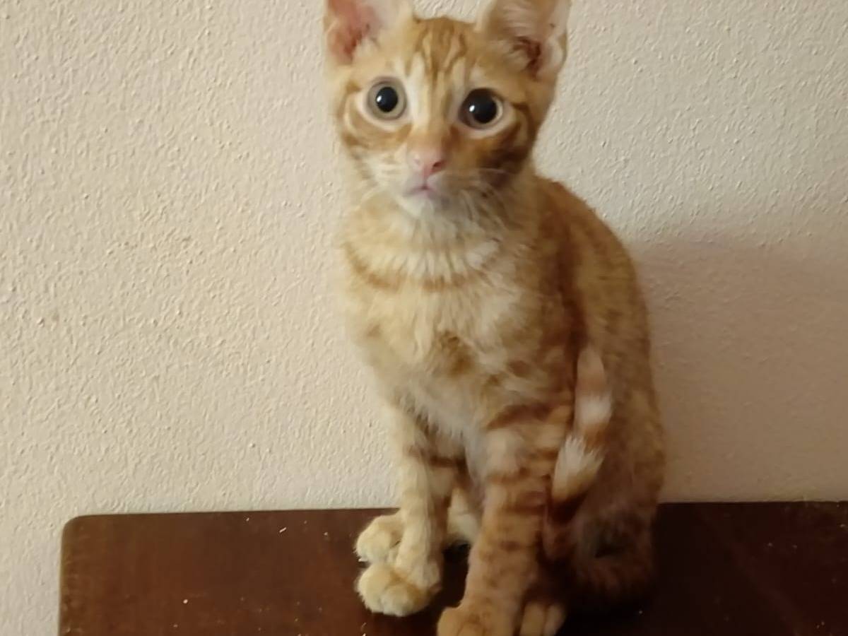 Adozione gatto, maschio, Razza sconosciuta Razza sconosciuta, 8 mesi, taglia non valida, Ravenna