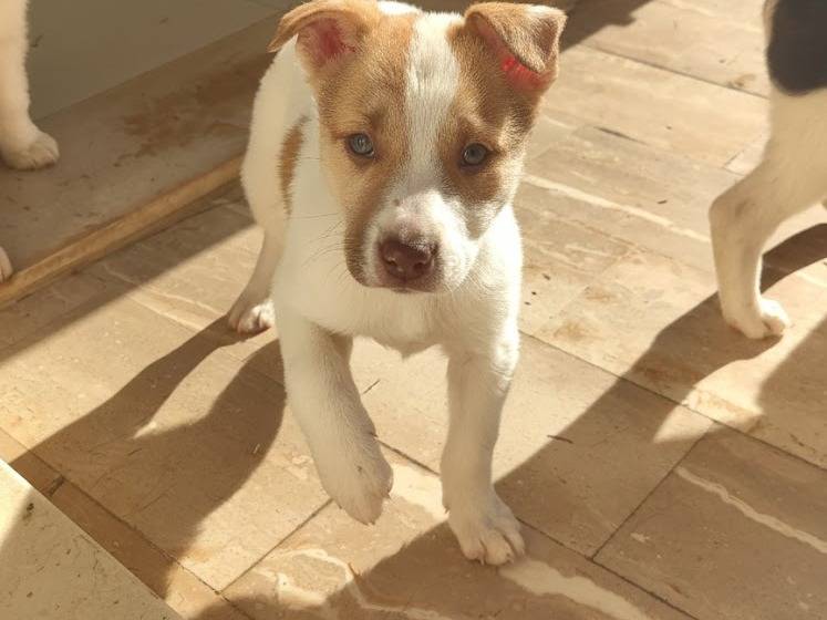 Adozione cane, femmina, Razza sconosciuta Razza sconosciuta, 3 mesi, taglia media, Avellino