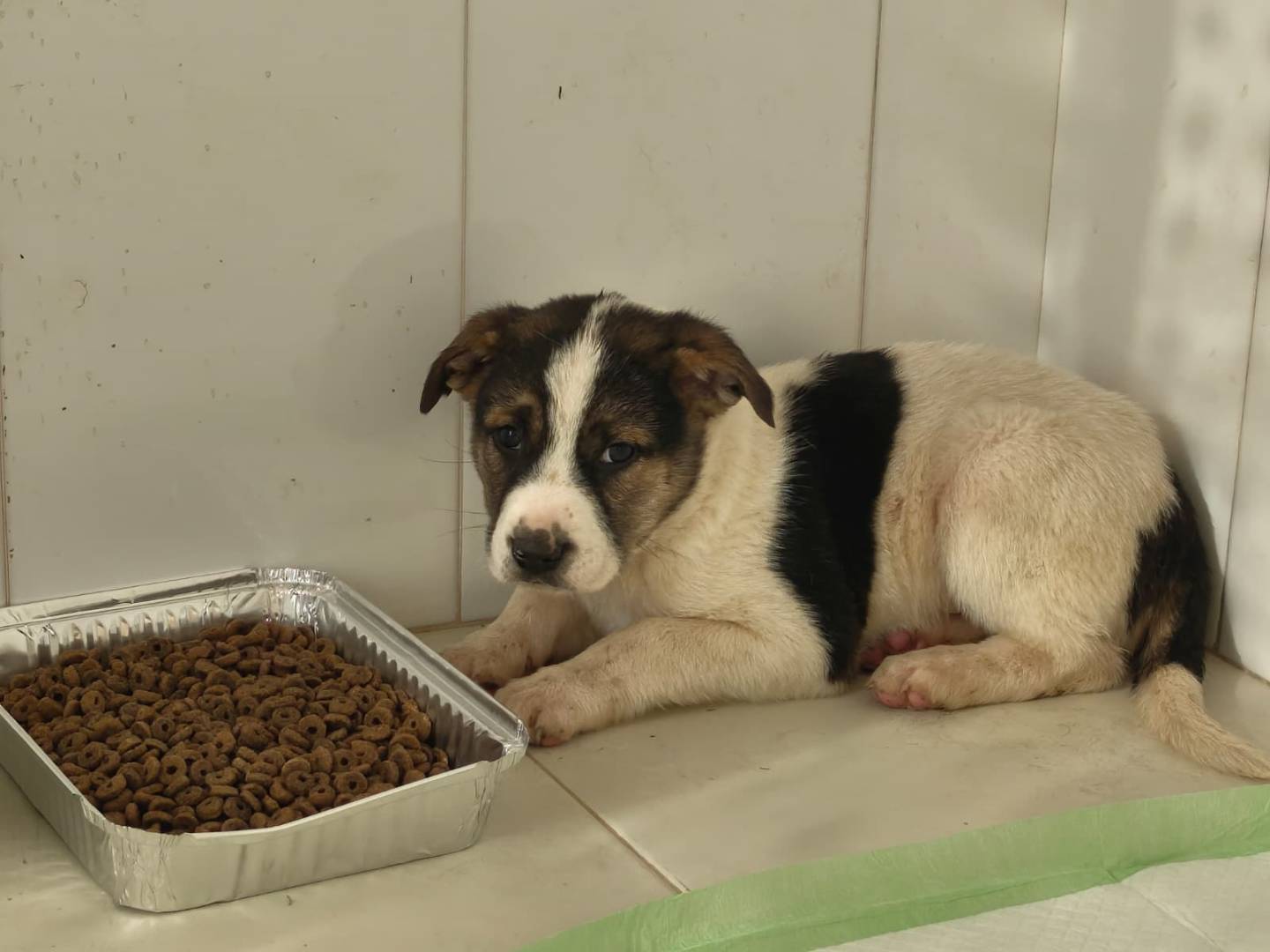 Adozione cane, maschio, Razza sconosciuta Razza sconosciuta, 2 mesi, taglia media, Avellino