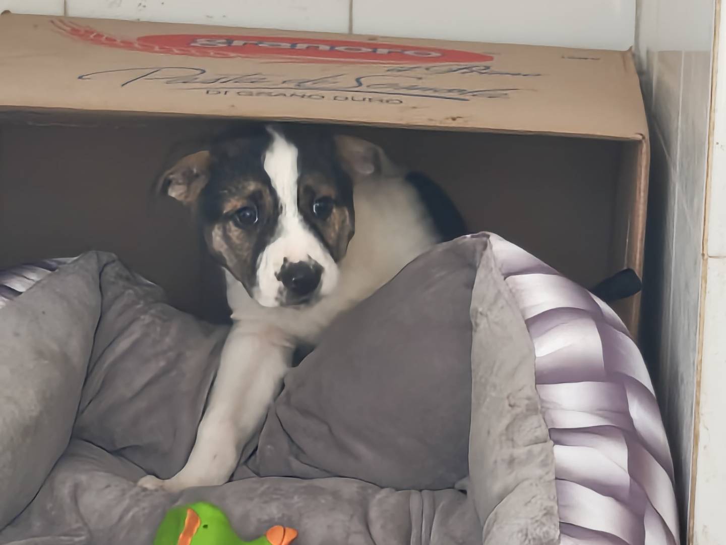 Adotta un cane, maschio, 2 mesi, Avellino