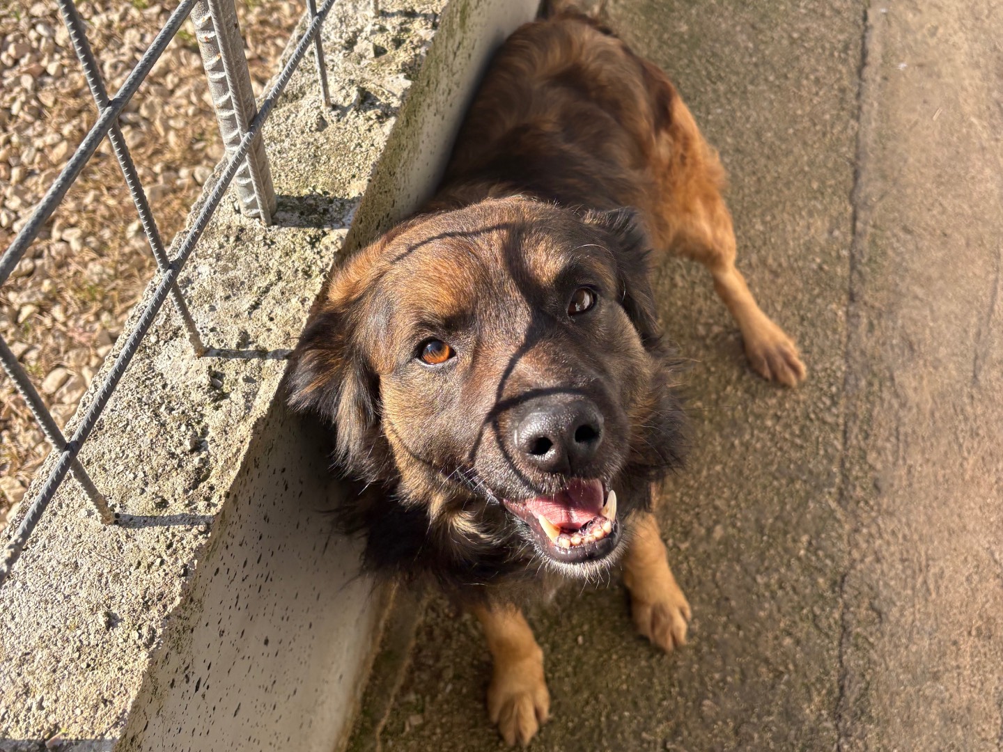 Adozione cane, maschio, Razza sconosciuta Razza sconosciuta, 5 anni, taglia media contenuta, Frosinone