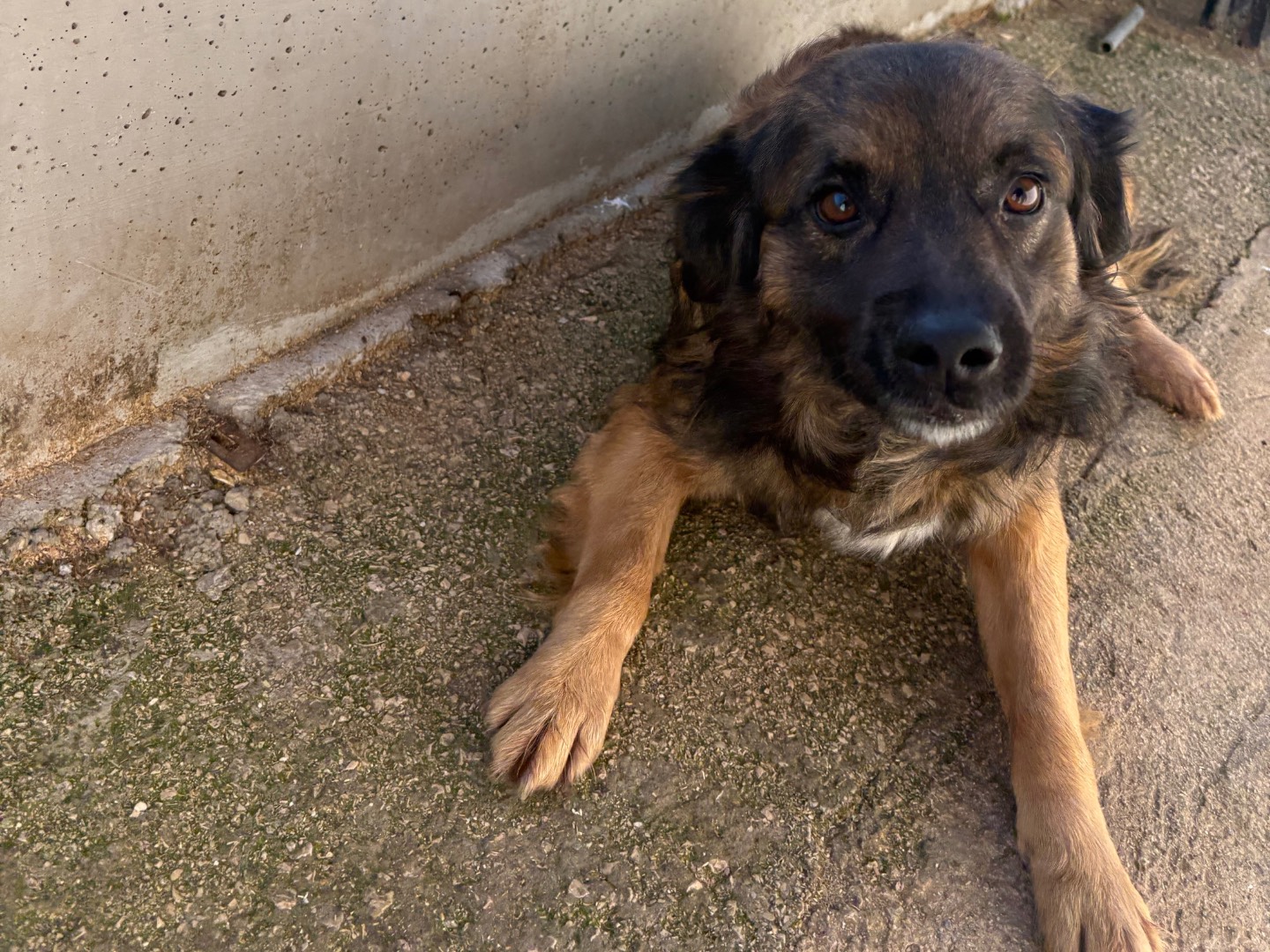 Adotta un cane, maschio, 5 anni, Frosinone