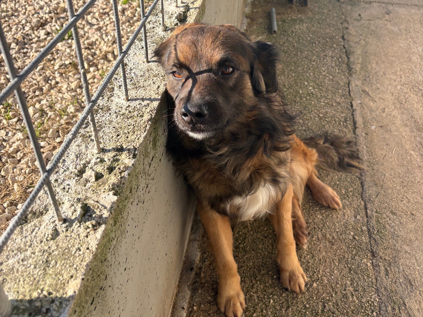 Adotta un cane, taglia media contenuta, maschio, Frosinone
