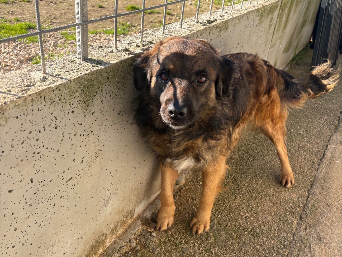 Vuoi adottare un cane a Frosinone?