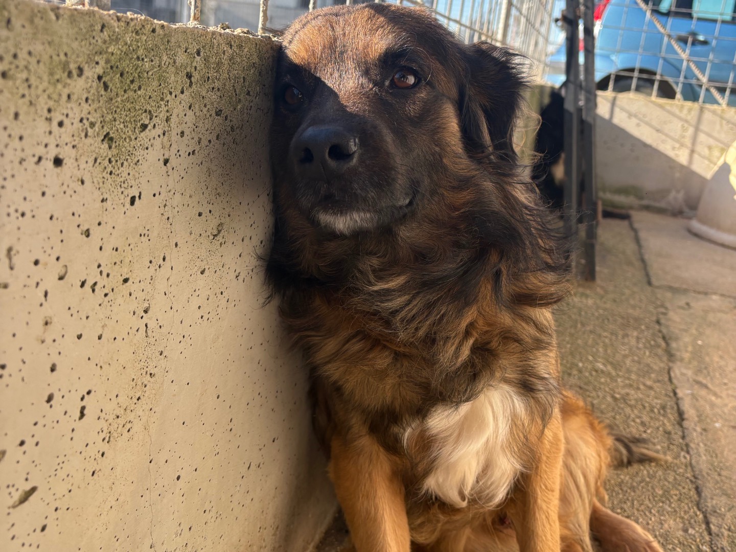 Adotta il cane Eden a Frosinone