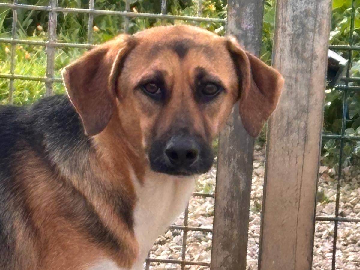 Adotta un cane, femmina, 1 anno e 6 mesi, Ragusa