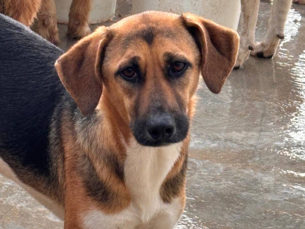 Adotta un cane, taglia media, femmina, Ragusa